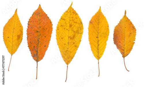 isolated fall leaves on whi...