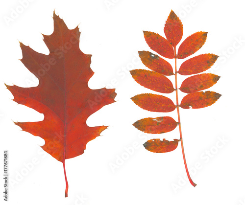 isolated fall leaves on whi...