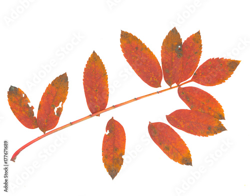 isolated fall leaves on whi...