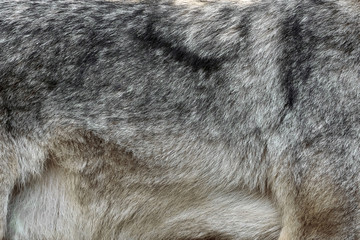 Wall Mural - Real texture of silver wolf fur