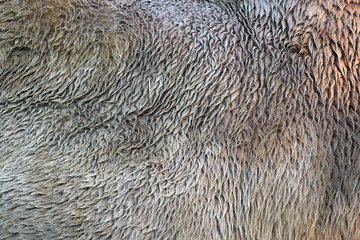 Wall Mural - Camel fur texture