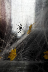 Cobweb or spider's web against a black background,
