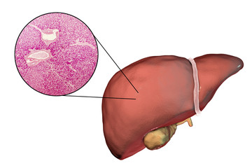 Wall Mural - Liver isolated on white background and liver tissue under microscope, 3D illustration and micrograph