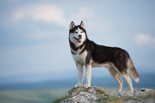 Black And White Siberian Husky Standing On A Mountain In The Background Of Mountains And Forests. Dog On The Background Of A Natural Landscape. Blue Eyes.