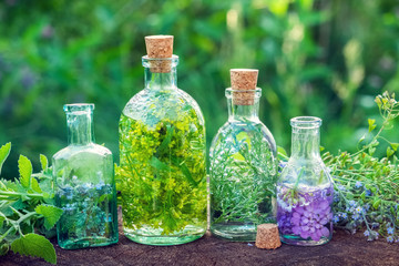 Bottles of herbal infusion and healing herbs outdoors. Herbal medicine.