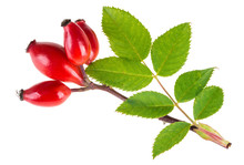 Small Branch Of Wild Rose With Red Briar Fruits. Rosa Canina. Beautiful Ripe Rosehips With Green Leaves Isolated On White Background.