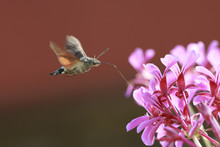 Hummingbird Hawk-moth Macroglossum Stellatarum Feeding On Pink Flowers