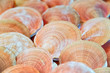 Fresh seafood, Scallop in morning market