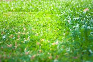 Wall Mural - Close up green grass lawn background after cutting the grass with lawn mower. (Selective Focus)