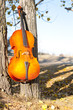 Cello outdoors in the park in fall autumn day with colourful leaves