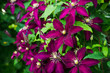 Blooming clematis 