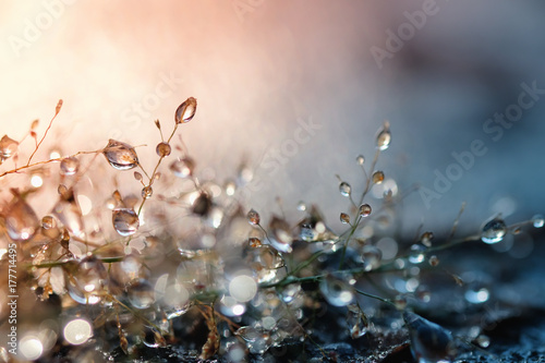Dew drops on grass and blurred bokeh background