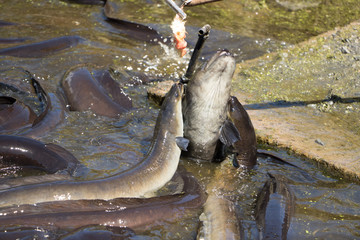 Eels Fighting Over Food In New Zealand