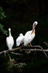 Naklejka na meble Three white pelicans on a horizontal branch - Pistoia - Tuscany - Italy