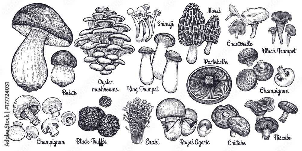Edible mushrooms big set. - obrazy, fototapety, plakaty 