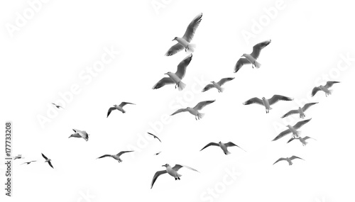 Fotografía Flying seagulls (isolated)