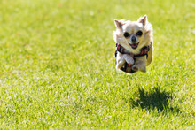 Small Young Cute Chihuahua Dog Is Running