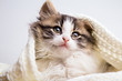 portrait of a small fluffy kitten hiding and peering out of a knitted plaid on a gray studio background