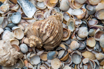 small colorful shells and two large, close-up