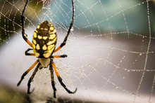 Garden Spider In A Web