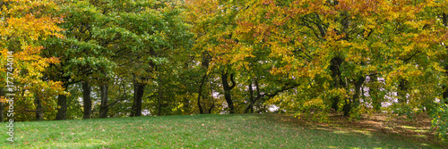 Zdjęcie XXL Panorama lasu liściastego jesienią z łąki na pierwszym planie