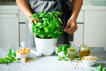 Woman in style apron holding pot with fresh organic basil, white kitchen interior design. Copy space. Lifestyle concept