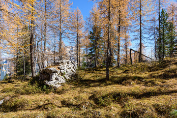 Dolomites. Wonder in the larch forest. Autumn...