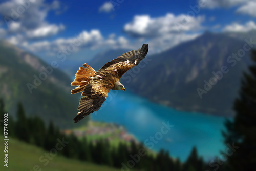 Fotografía Red Kite flies in a breathtaking mountain landscape
