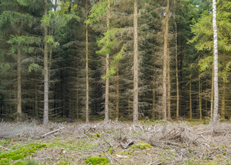 Wall Mural - edge of a wood