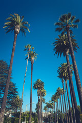 Wall Mural - Palms of Beverly Hills