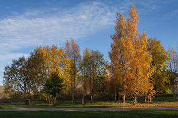 Canvas Print - Colorful foliage in the park.