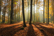 Autumn Forest. Kashubia, Poland 