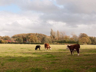 farm cows grazing on green pasture field outside