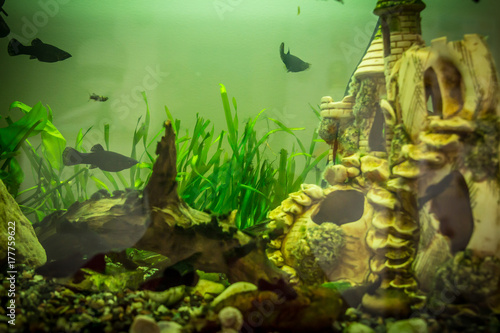 Plakat Domowe akwarium z rybami i zamkiem i roślinami wodnymi