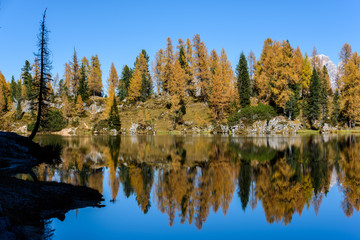 Reflections. High mountain larch in autumn dress. Lake Federa, Dolomites