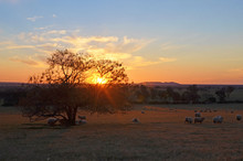 Rural Sunset Landscape Scene With Sheep On Farmland Between The Towns Of Grenfell And Young In The NSW Countryside, Australia