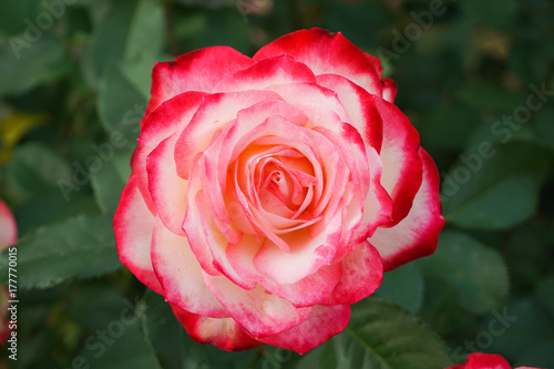 赤 ピンク 白のグラデーションの美しいバラ Stock Photo Adobe Stock