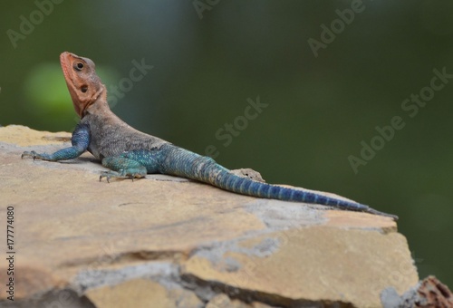 Photographie Agama mwanzae ou Agama lionotus, lézard à la tête rouge et au corps bleu marine,