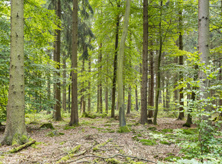 Canvas Print - idyllic forest scenery