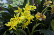Orchidee,Odontoglossum grande