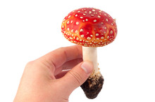 Red Fly Agaric In Hand On A White Background