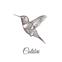 Hummingbird Sketch Hand Drawing. Colibri Vector Illustration Of A Bird