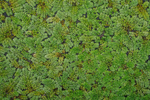 Green Plant Pattern