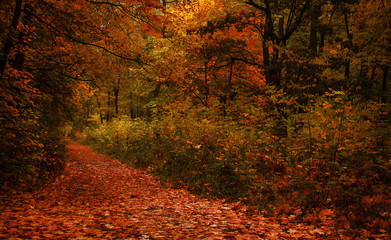 Autumn landscape, cloudy rainy foggy day in the park, selective focus