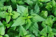 Group Of Nettles In The Ground