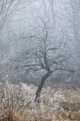 Wall Mural - Winter tree frost