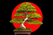 Traditional japanese bonsai miniature tree in a ceramic pot on a black and red background.
