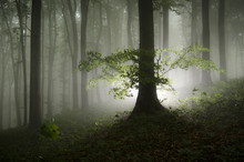 Light Coming From A Strange Tree In A Dark Enchanted Forest With Fog