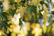 Yellow And Green Leaves On Tree Branch