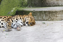Animal Surveillance Lulled Amur Leopard Wandered Into The City, Northeast China